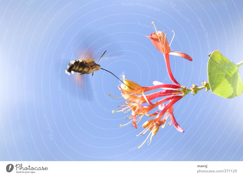 Luftbetankung Himmel Wolkenloser Himmel Frühling Sommer Blatt Blüte Grünpflanze Geißblattblüte Tier Wildtier Taubenschwänzchen 1 fliegen trinken Farbfoto