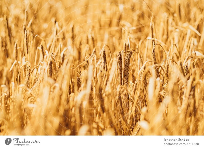 Getreidefeld im Sommer Ernte Feld Gluten Landwirtschaft Weite ackerbau anbau bio draußen gerste glutenhaltig roggen vegan vegetarisch weizen ökologisch Ackerbau