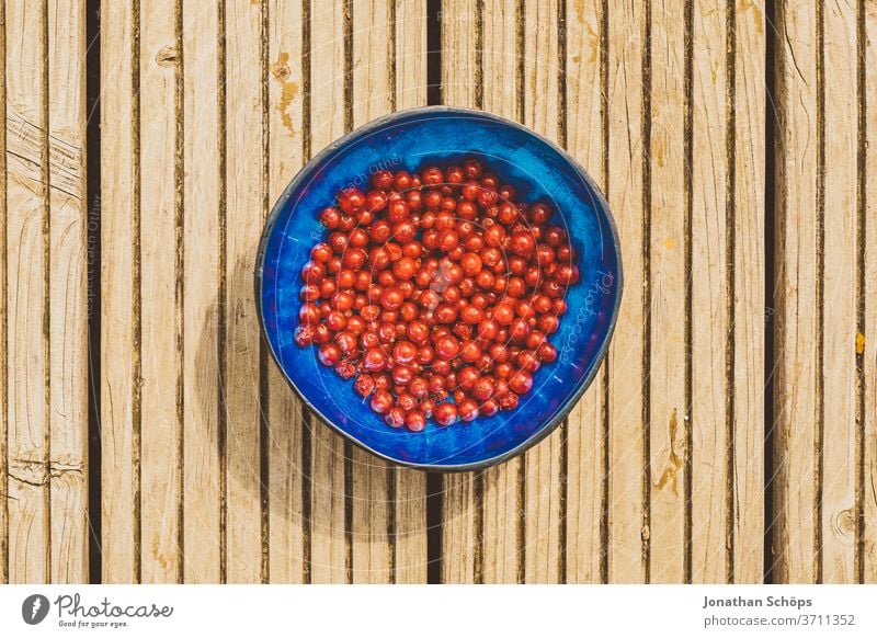 rote Johannesbeeren in blauer Schüssel auf Holz Beere Beeren Essen Frucht Früchte Johannisbeere Johannisbeeren Nahaufnahme Nahrung Obst draußen farbenfroh