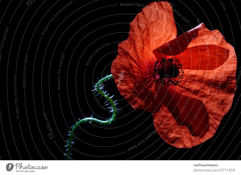 Mohn Mohnblüte Studioaufnahme Studiobeleuchtung rot Natur Blume Farbfoto Sommer Klatschmohn Farbe Romantik Pflanze intensiv roter mohn Blühend Blüte