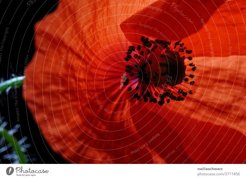 Mohn Mohnblüte Studioaufnahme Studiobeleuchtung rot Natur Blume Farbfoto Sommer Klatschmohn Farbe Romantik Pflanze intensiv roter mohn Blühend Blüte