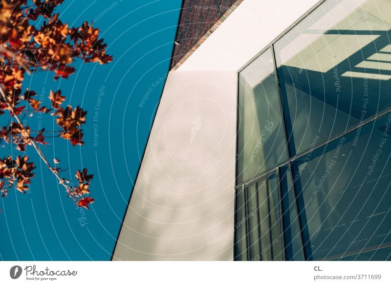 natur und architektur Architektur Haus Architekturfotografie Fenster Himmel Wolkenloser Himmel Baum Blätter Herbst Wand eckig Fensterscheibe Außenaufnahme