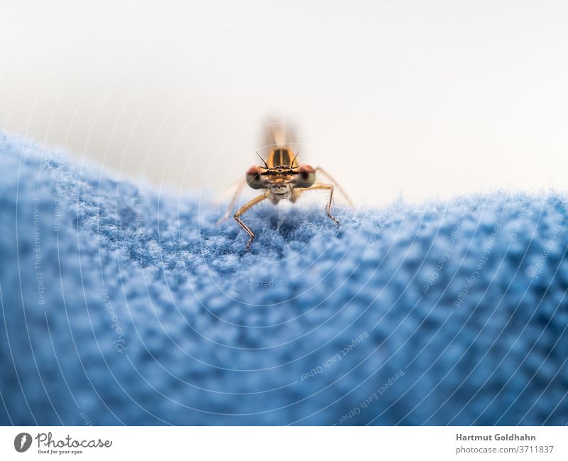 Blick auf die Augen einer gelben Libelle die auf blauen Vlies sitzt und in das Objektiv der Kamera schaut. Insekt Vorderansicht frontal Nahaufnahme