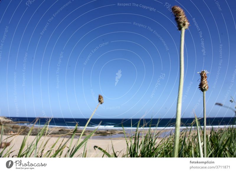 Dünengras im Vordergrund mit Blick auf Strand und Meer Grashalme Halm Stranddüne Umwelt Natur Außenaufnahme Küste Landschaft Ferien & Urlaub & Reisen Atlantik