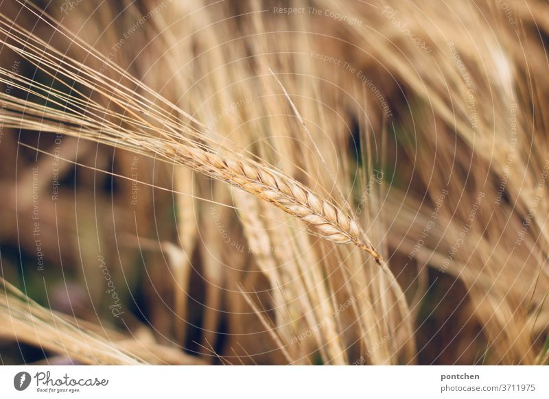 Getreideähren im Gerstenfeld. Landwirtschaft landwirtschaft Sommer Weizen Wachstum Ähren Pflanze Nutzpflanze Natur Kornfeld Ackerbau Ernährung Getreidefeld