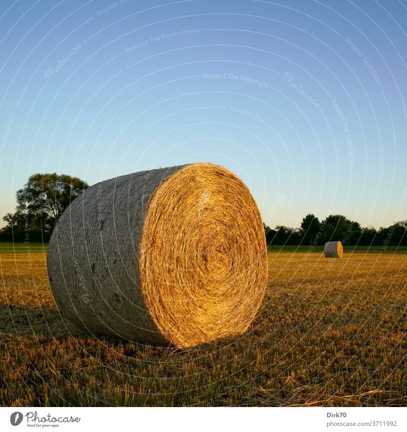 Herbstlich: Heuballen auf der gemähten Wiese Stroh Strohballen Ernte Mahd mähen abgemäht Feld Landwirtschaft Himmel Natur Landschaft wolkenlos