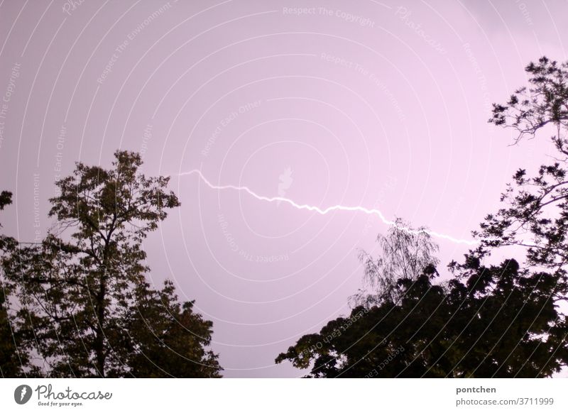 Ein Blitz am rosa Himmel zwischen zwei Bäumen. Gewitter, unwetter gewitter elektrische ladung Leuchtbogen natur naturphänomen Licht Ladung Rosa himmel