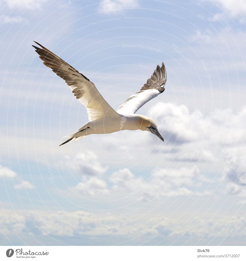 Basstölpel im Flug fliegen fliegend Freiheit Flügel seevogel Vogel Tier Außenaufnahme Himmel Natur Wildtier Farbfoto blau weiß Tag frei Menschenleer Luft