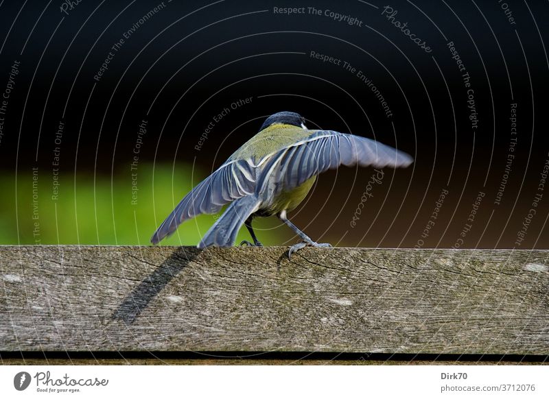 Ready for Take-off - Kohlmeise auf dem Gartenzaun, starbereit Meisen Parus Major Vogel Singvögel Natur Tier Außenaufnahme klein Singvogel Ornithologie Wildtier