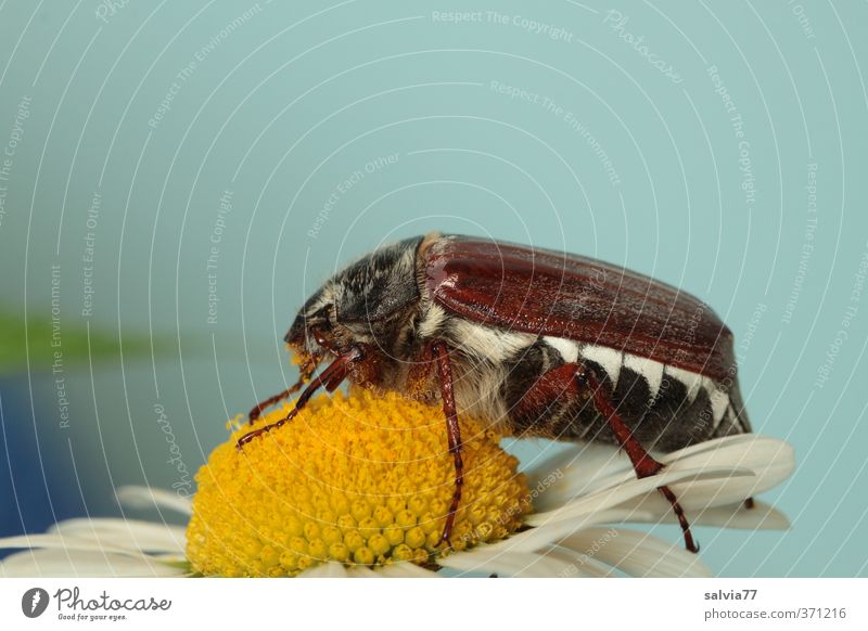 Mahl was anderes Pflanze Tier Sommer Blume Blüte Wildtier Käfer 1 Blühend Fressen genießen krabbeln lecker blau gelb Maikäfer Insekt Margerite Pollen Farbfoto