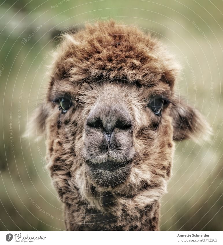 Alpaka Farbfoto Außenaufnahme braun Nutztier niedlich Tiergesicht Fell Blick in die Kamera beobachten Schwache Tiefenschärfe Menschenleer Haustier Nahaufnahme