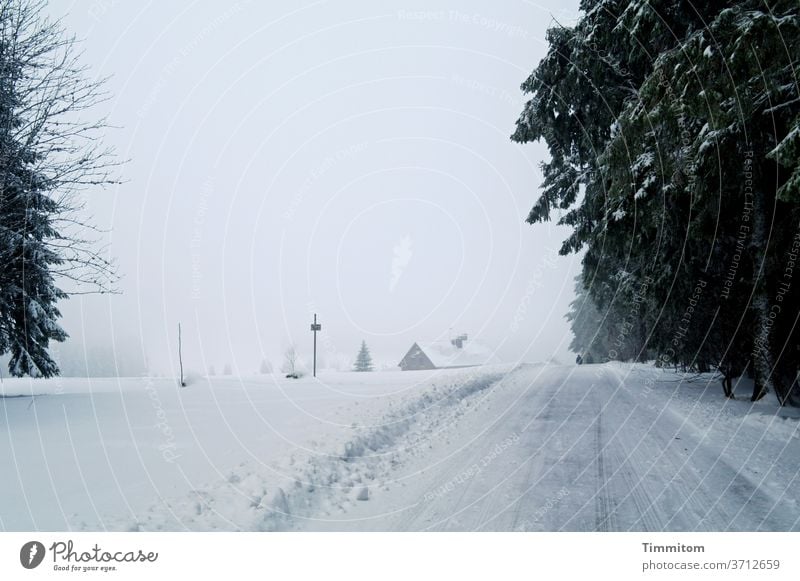 Nichts wie raus zum Winterspaziergang Schnee Spaziergang Weg Wald weiß Schneedecke Außenaufnahme kalt Natur Baum Winterstimmung Nebel Schneelandschaft Wintertag