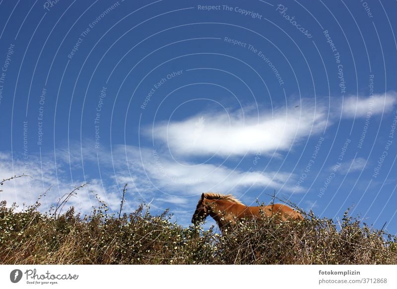 freies Pferd hinter Hecke von unten gegen blauen Himmel mit Wolken wind windig himmel wolken tier Wind wild Mähne Island Ponys Freiheitsdrang natürlich Wildtier