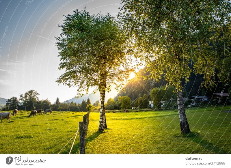 Kuh auf der Weide im Sonnenuntergang Birke Gegenlicht Wiese Tier Stimmung stimmungsvoll Natur Rind Landwirtschaft Gras Rinderhaltung Viehbestand Milchkuh