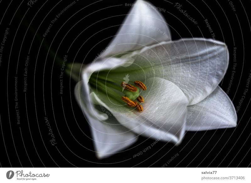 weiße Lilie vor schwarzem Hintergrund Blume Blüte Makroaufnahme Pflanze Lilien schwarzer hintergrund Natur Blütenblatt Blütenstempel schön Blühend