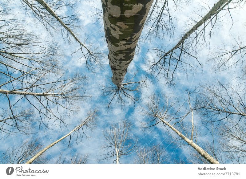 Hohe Bäume unter blauem Himmel hoch Baum laublos Wald Blauer Himmel Pflanze Umwelt Landschaft erstaunlich Valencia Spanien wolkig Natur malerisch Wälder Herbst