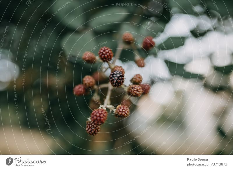 Brombeeren Brombeerbusch Beeren wild Wildpflanze Natur Farbfoto lecker Tag Nahaufnahme Sommer Sträucher Brombeerblätter rot Außenaufnahme Menschenleer grün