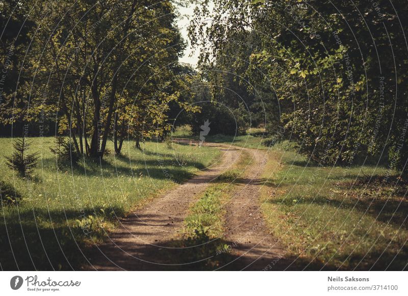 einsame kurvenreiche Landstraße mit Bäumen auf beiden Seiten an einem sonnigen Morgen Straße Wald Natur Baum Weg Herbst Landschaft grün Park Gras Frühling