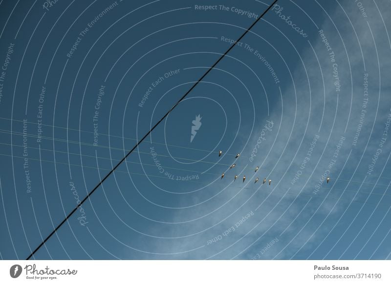 Schwalben auf der Stromleitung Zugvogel Vogel Vögel Vogelbeobachtung Himmel blau fliegen weiß wild Außenaufnahme Natur Tier Tierwelt Flügel Textfreiraum Linie