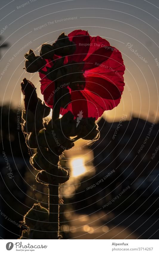 Abendgruß Blume Sonnenuntergang Pflanze Blüte Dämmerung Menschenleer Natur Sonnenlicht Gegenlicht Außenaufnahme Licht Umwelt Wärme Sommer Farbfoto rot Blühend