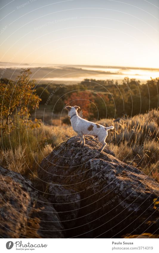 Hund auf den Felsen bei Sonnenaufgang Haustier Spielen Dämmerung Welpe Sonnenlicht Schäferhund Wiese Sonnenuntergang Natur Farbfoto Tier Außenaufnahme 1