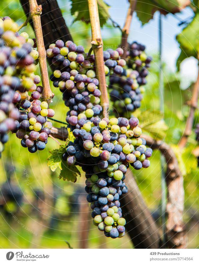 Blaue und grüne Trauben eines Weinbergs Weinbau Weingut Winzer Sommer Pflanze Weintrauben Weinlese Weinblatt Sonnenlicht Rotwein