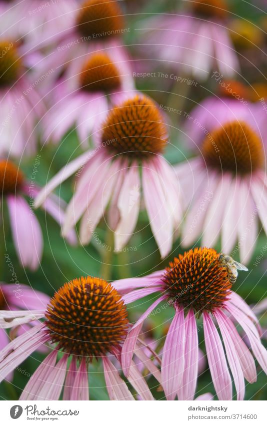 Echinacea purpurea im Detail mit Biene Sonnenhut Garten Park lila violett rosa welke verwelkt grün Blüten Blume Natur natürlich Blühend Sommer Pflanze Farbfoto