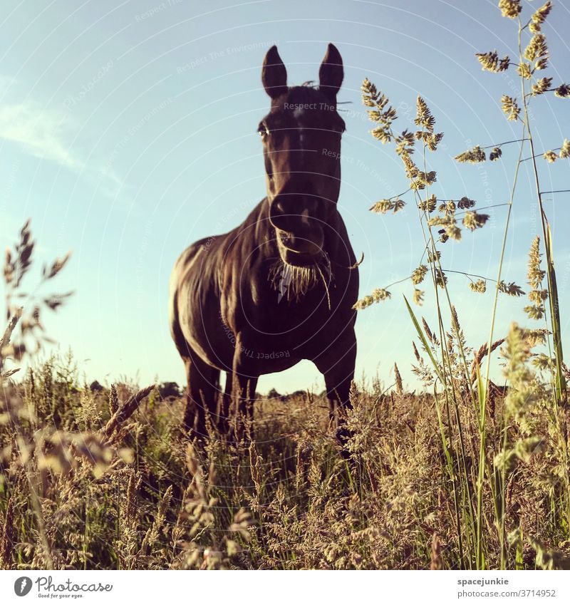 Just a horse. Pferd Weide Gras Grashalm Sommer Abend Natur Tier Einsam Fressen Aussenaufnahme Wiese Landschaft Himmel Menschenleer Umwelt Nutztier Sonnenlicht