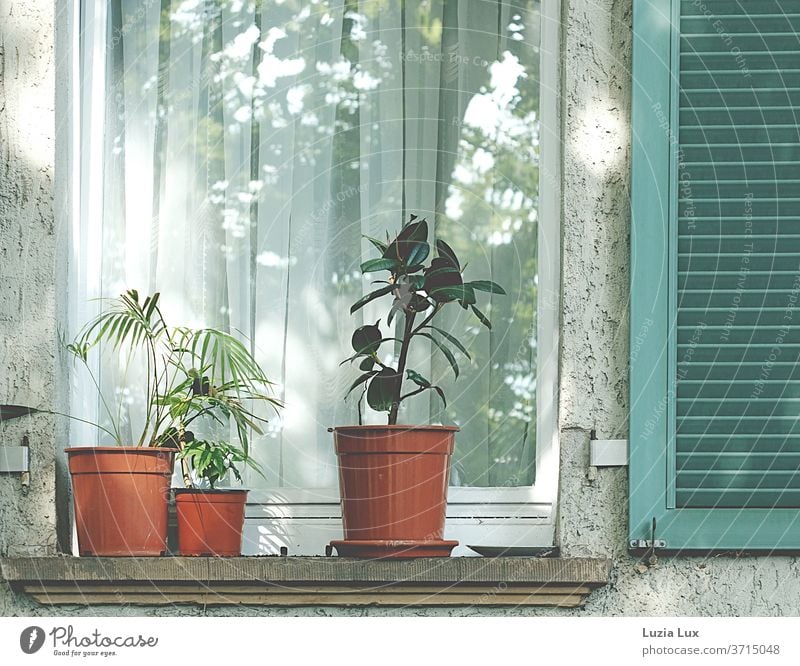 Topfpflanzen vor dem Fenster, grüner Fensterladen und Sonnenlicht Gummibaum Fächerpalme Rauputz Menschenleer Farbfoto Außenaufnahme Tag Mauer Wand alt