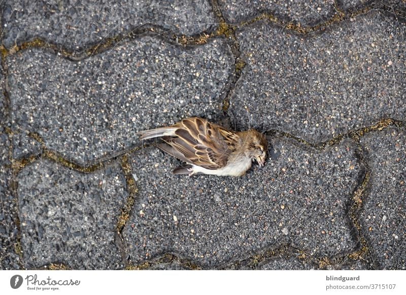 Ein heißer, trockener Sommer fordert seine Opfer. Toter Spatz auf Verbundsteinpflaster mit vermoosten Fugen. Vogel Stein Tier Außenaufnahme Farbfoto