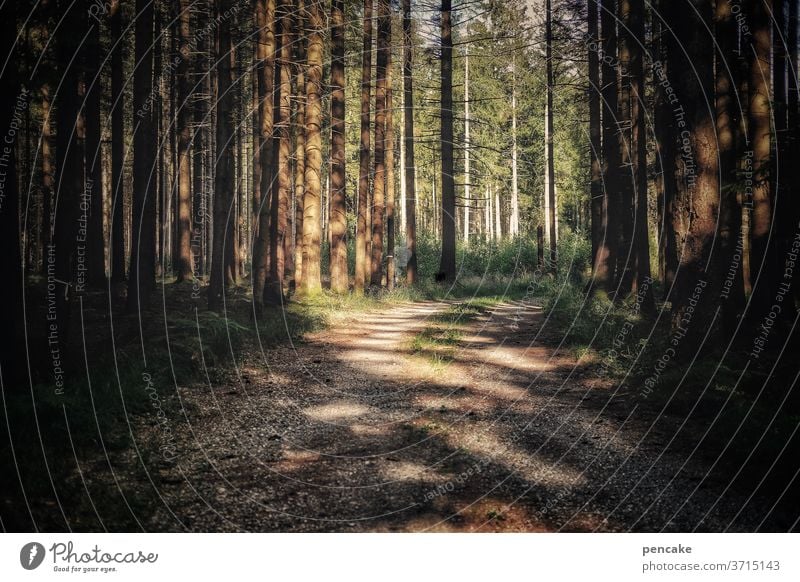 naherholung Wald Pfad Sonnenlicht Schatten Erholung zuhause Urlaub wandern Abendstimmung Sonnenuntergang Bäume Spaziergang Umwelt Menschenleer Wege & Pfade