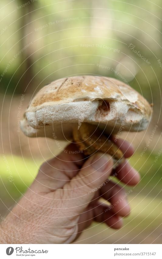 schwamm schlacht Pilz Wald Hand zeigen präsentieren Nahaufnahme Natur Schwamm Steinpilz Bitterling ungeniessbar