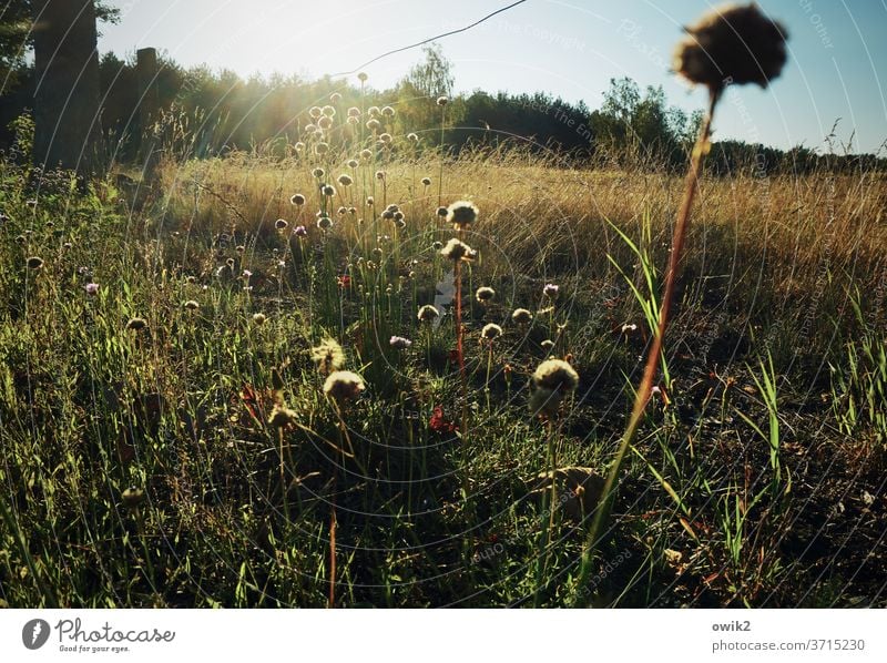 Feldrand Wiese Menschenleer Pflanze Farbfoto Tag Sommer Außenaufnahme Natur Umwelt natürlich Schwache Tiefenschärfe Schönes Wetter Sonnenlicht blühen Idylle