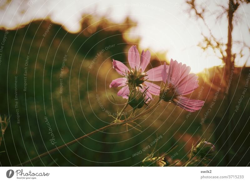 Abendblatt Umwelt Natur Pflanze Blüte Wiese Garten Schmuckkörbchen Idylle Halm Farbfoto Außenaufnahme Totale Menschenleer Detailaufnahme Schatten Sommer