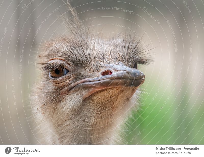 Vogel Strauss Struthio camelus Laufvogel Wildvogel Kopf Augen Schnabel Gesicht Federn Gefieder witzig lustig zerzaust Frisur Natur Sonne Sonnenschein