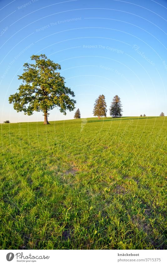 Bäume auf Feld im Allgäu Berge u. Gebirge Wiese grün Baum Wolken Bayern Farbfoto Außenaufnahme Himmel wandern Sommer Weitwinkel