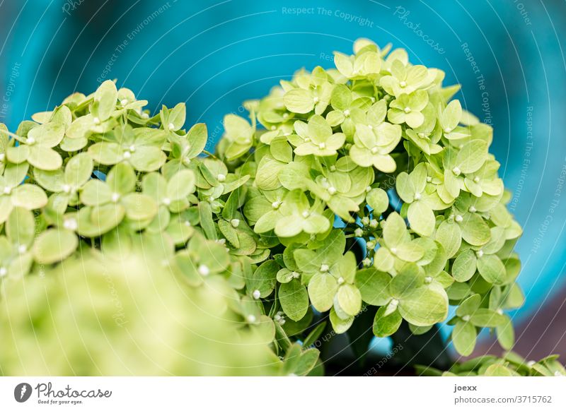 Nahaufnahme von grüner Rispen-Hortensie vor blauem Hintergrund Hortensienblüte Pflanze Blüte Blühend Außenaufnahme Farbfoto Blume Detailaufnahme Garten