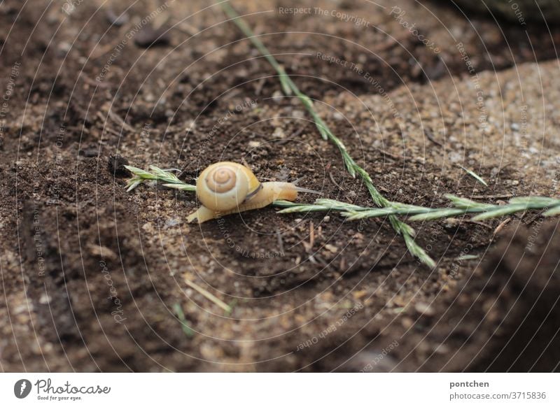 Eine Schnecke kriecht auf Erde über einen Halm. Fortbewegung schneckenhaus kriechen fortbewegung langsam mobilität natur halm pflanze aussaat anpflanzen gras