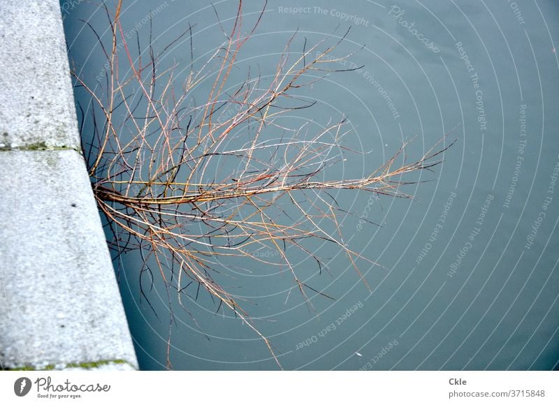 Zweigstelle Fluss Kaimauer Zweige Gehölz Wasser Ufer Vegetation Urbanität Biotop Gewächs Dürre kahl Steine Natur Außenaufnahme Himmel Baum Umwelt Ökologie