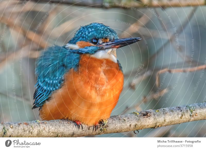 Eisvogel im Sonnenschein Alcedo atthis Auge Schnabel Federn Gefieder Flügel Vogel Tier Wildtier Natur Zweige u. Äste Sonnenstrahlen leuchtende Farben Strahlen