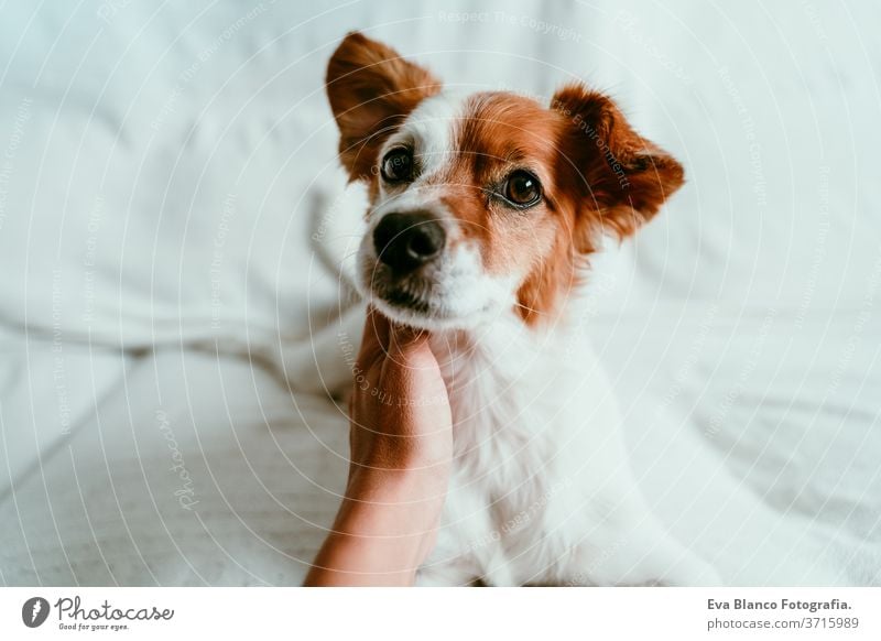 Frauenhand, die einen süßen, entspannten Jack-Russell-Hund berührt, der auf dem Sofa liegt, sich ausruht und entspannt. Haustiere im Haus Bett heimwärts