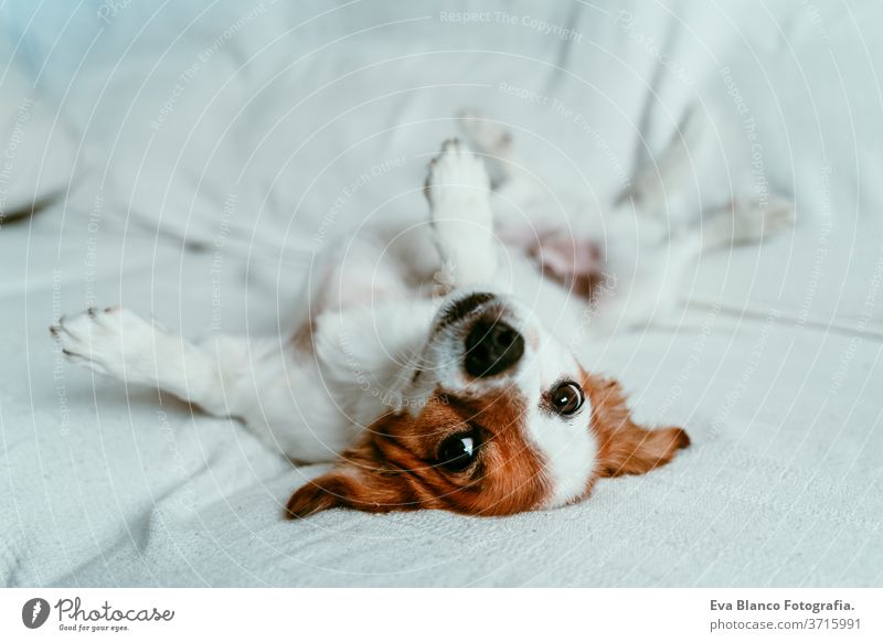 süßer Jack-Russell-Hund, der auf dem Sofa liegt, sich ausruht und entspannt. Haustiere im Haus Bett heimwärts jack russell aussruhen schlafen müde zurücklehnend