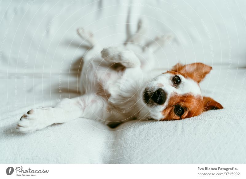 süßer Jack-Russell-Hund, der auf dem Sofa liegt, sich ausruht und entspannt. Haustiere im Haus Bett heimwärts jack russell aussruhen schlafen müde zurücklehnend