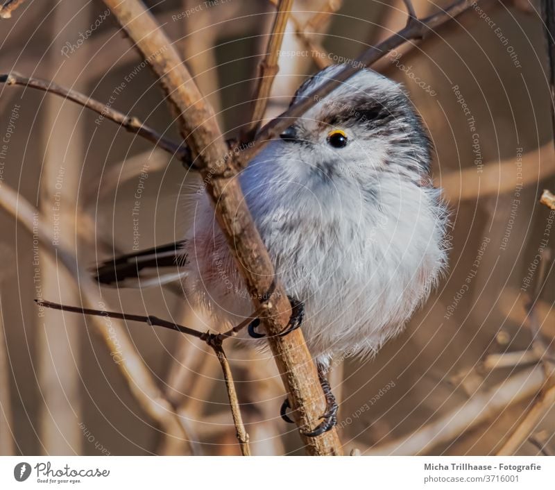 Schwanzmeise im Sonnenschein Aegithalos caudatus Meisen Tiergesicht Auge Schnabel Kopf Flügel Feder gefiedert Krallen Vogel Zweige u. Äste Sträucher Baum