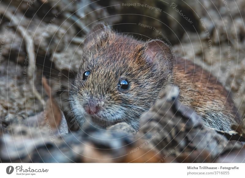 Neugierig schauende Maus Rötelmaus Myodes glareolus Tiergesicht Auge Nase Maul Ohr Blick beobachten Fell Wildtier Wald Zweige u. Äste Blatt Sonnenlicht