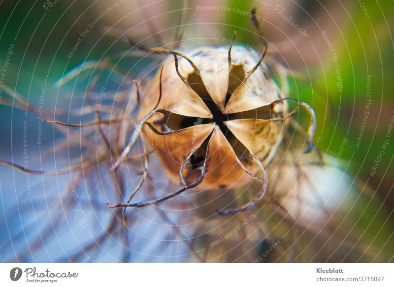 Trockene Samenkapsel einer "Jungfer im Grünen" Blüte  - Draufsicht Schwache Tiefenschärfe Nahaufnahme Detailaufnahme Farbfoto Blume Pflanze verblüht getrocknet