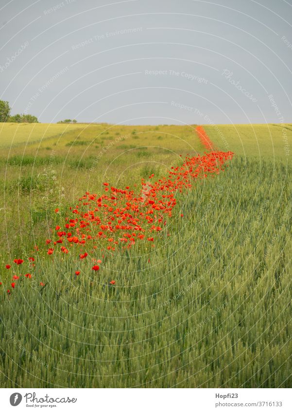 Mohnblumen streifen im Feld Mohnblüte Mohnfeld Weizen Weizenfeld Himmel Wolken Wolkendecke rot grün Ackerland bestellt mohnblumen Sommer