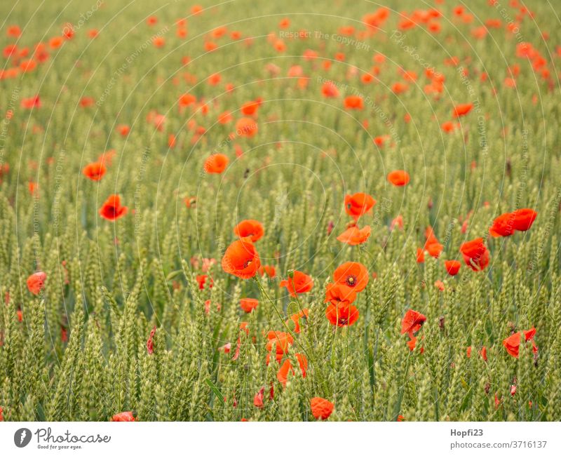 Mohnblumen im Feld Mohnblüte Mohnfeld Weizen Weizenfeld Himmel Wolken Wolkendecke rot grün Ackerland bestellt mohnblumen Sommer