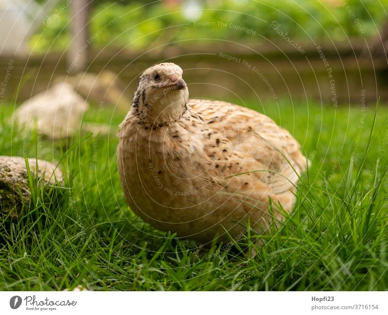 Wachtel im Gras Wachtelei Farbfoto Ei Nahaufnahme Lebensmittel Ernährung Menschenleer Bioprodukte Tag braun Gesunde Ernährung gelb Nutztier Bauernhof bio