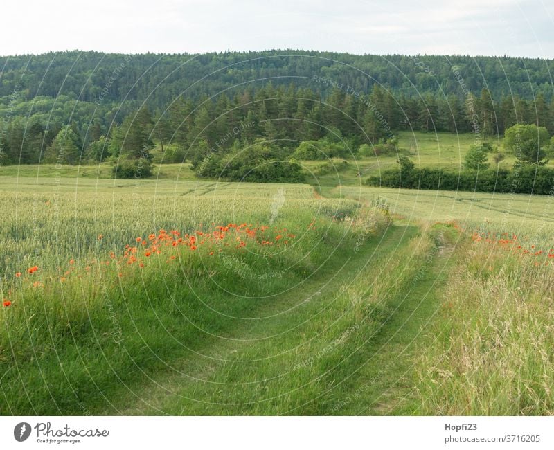 Mohnblumen streifen am Feld Mohnblüte Mohnfeld Weizen Weizenfeld Himmel Wolken Wolkendecke rot grün Ackerland bestellt mohnblumen Sommer Natur Pflanze